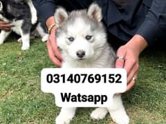 Siberian husky puppies for sale in urgent