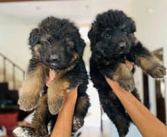 showclas long coat puppies available for new home