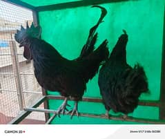 Ayam Cemani Hen Pair male and female both