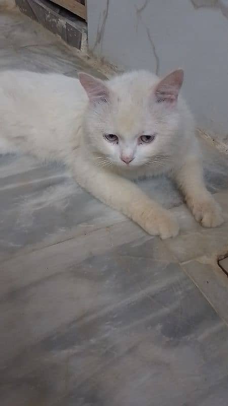 Cat Male Russian 0