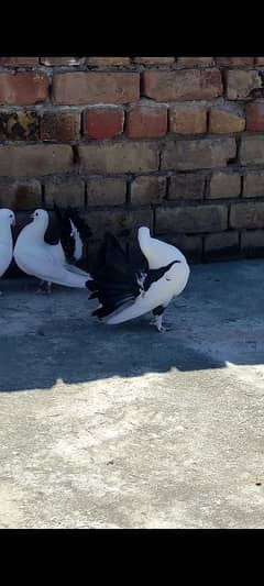 Lakay kabotar pair for sale