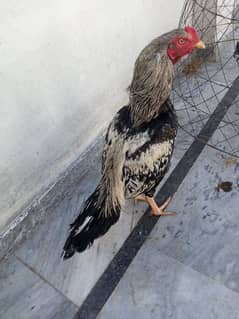 aseel java patha/murga/chick for sale