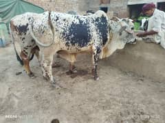 Hamza dairy farm