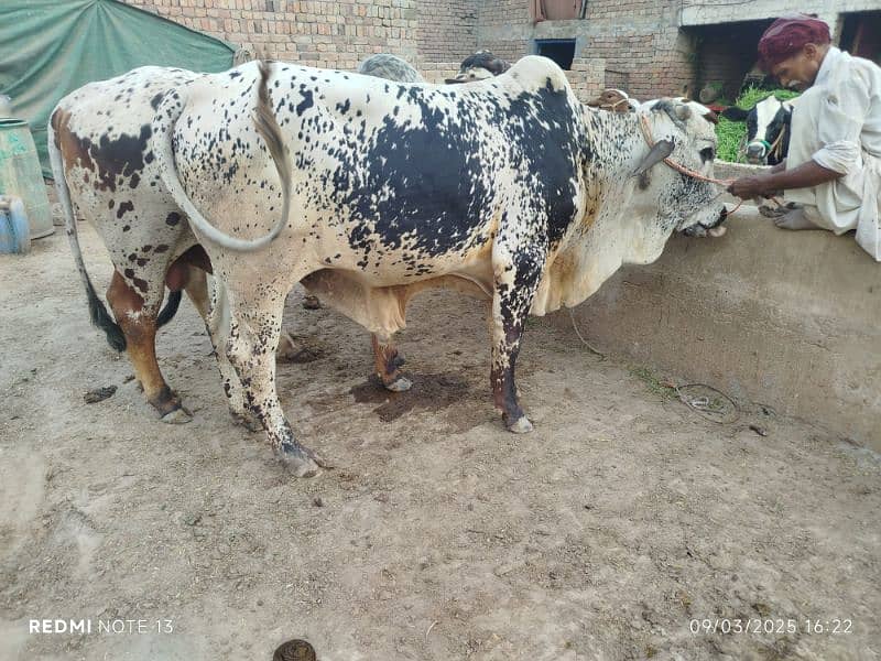 Hamza dairy farm 0