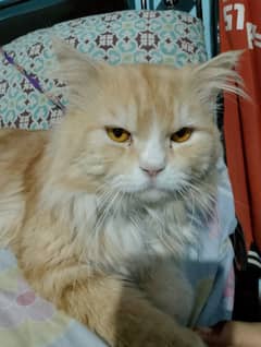 Persian male cat tripplecoat playfull friendly