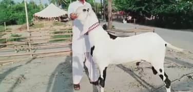 Rajanpuri Bakra Urgent For Sale WhatsApp On 0313,4935,145