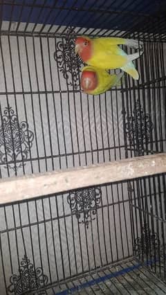 love bird eno / lutino pasnata breeder pair