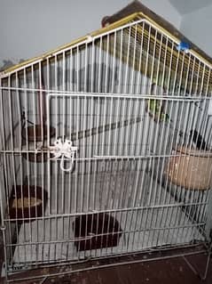 budgie pairs and 1 finche free (without cage)