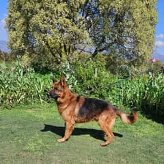 Gsd Male Pupy ready for new home