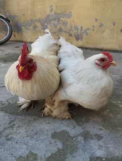 White Bantam Eggs