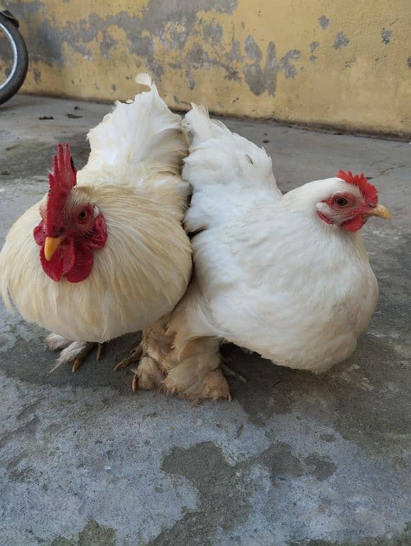 White Bantam Eggs 1