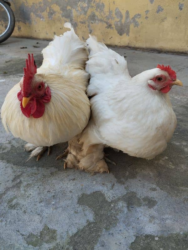 White Bantam Eggs 2