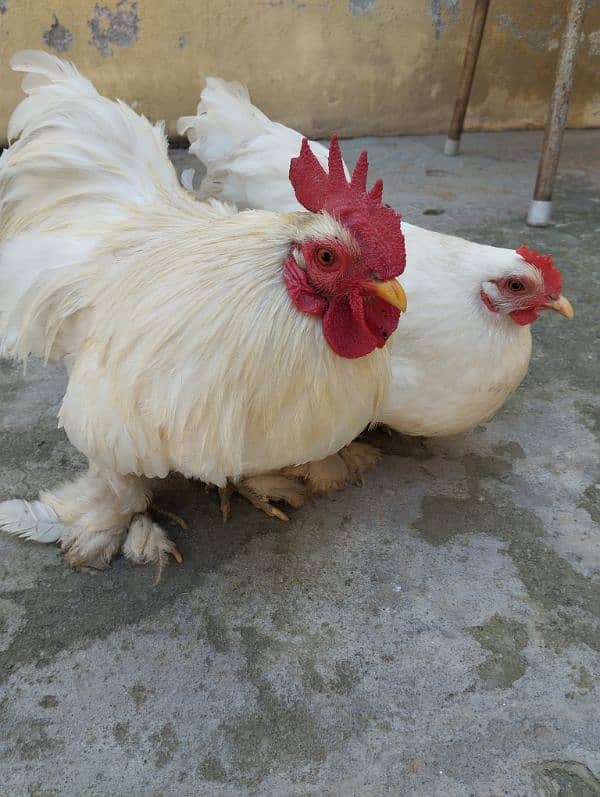 White Bantam Eggs 3