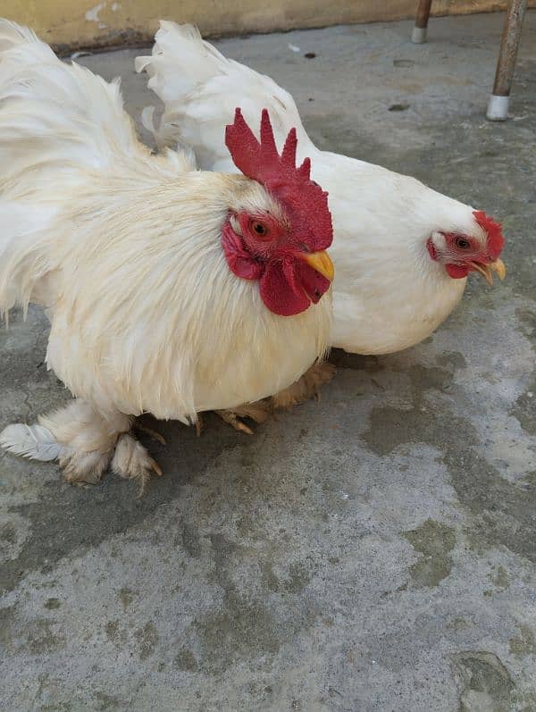 White Bantam Eggs 4