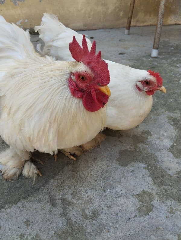 White Bantam Eggs 5