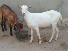 Qurbani