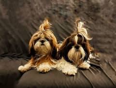 Shih Tzu