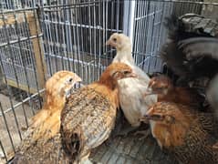 chicks active and vaccinated