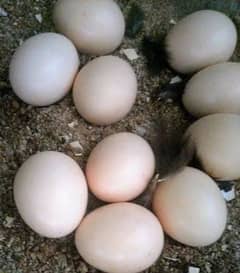 Eggs Aseel Salati Murgi Jawa Murga