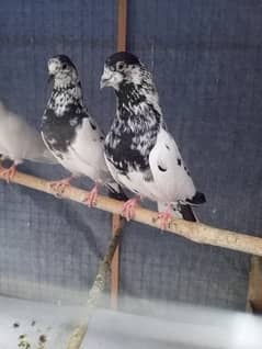 High Quality Batera pigeon pair and wehshi breeder pair