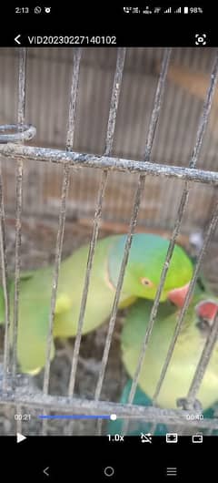 Green Ringneck Breedr pair pure Desi Hens