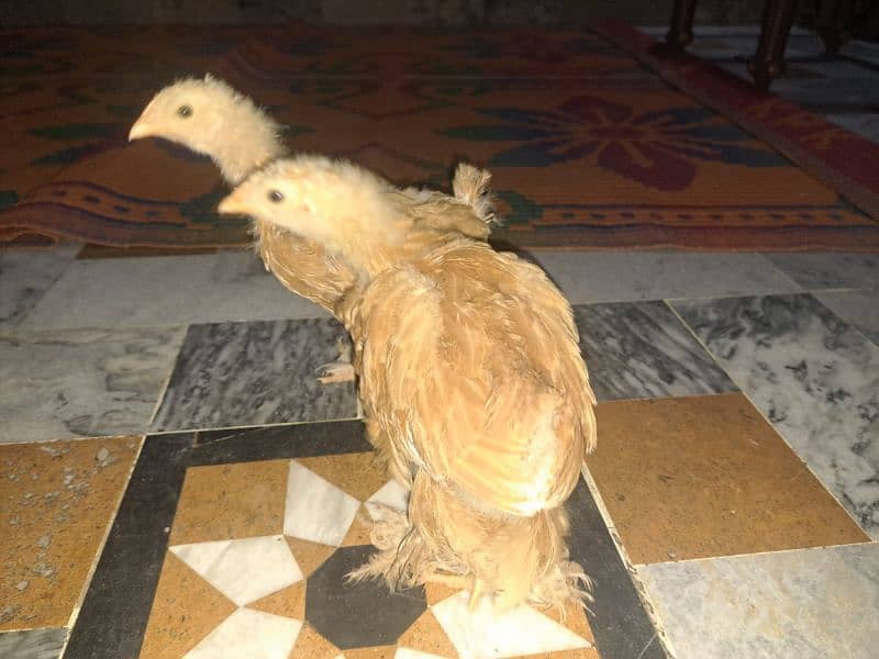 GOLDEN  BUFF /LIGHT SUSSEX CHICKS / Australorp/RIR LAHORE 03004690595 2