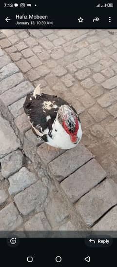 Muscovy Duck brider Pair