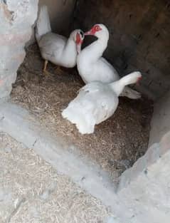 Muscovy Duck brider Pair