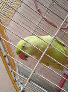 Green Ringneck parrot