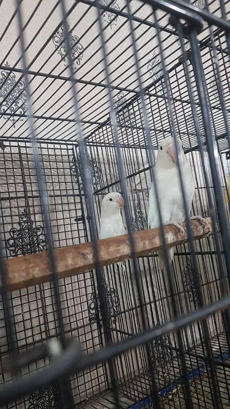 cocktail / love bird breeder pair 5