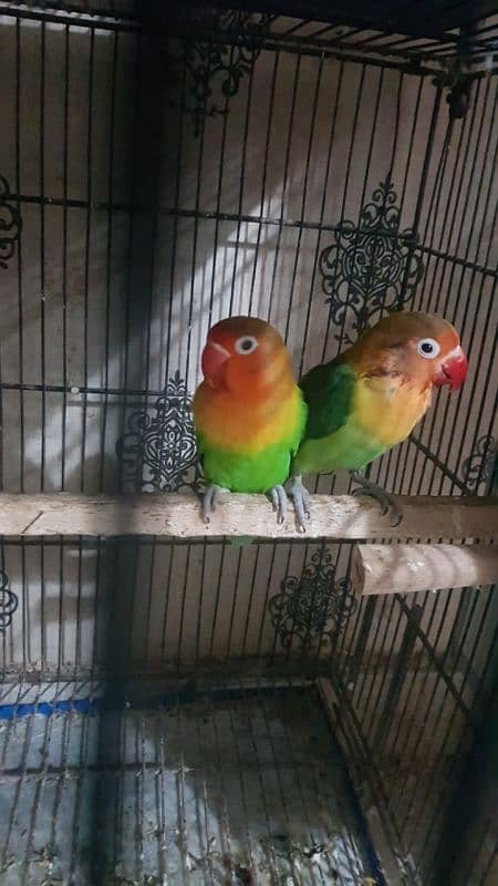 cocktail / love bird breeder pair 7