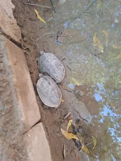 Turtle for sale