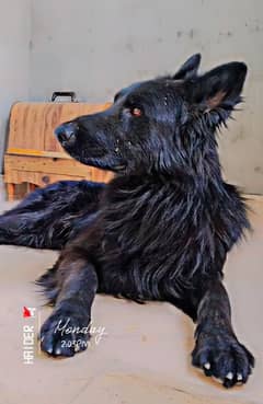 German Shepherd / Black Shepherd / Black German Shepherd