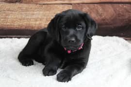 Labrador pups available