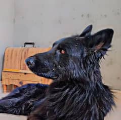 German Shepherd / Black Shepherd / Black German Shepherd