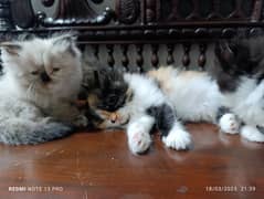 Persian kitten |Persian cat|Triple coated kittens |Doll face