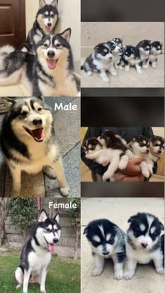 Siberian husky puppies for sale both male and female 60,000 to 70,000