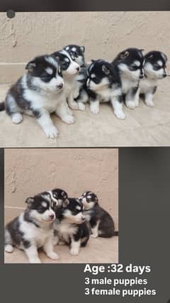 Siberian husky puppies for sale both male and female 60,000 to 70,000