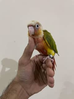 yellow sided red factor conure