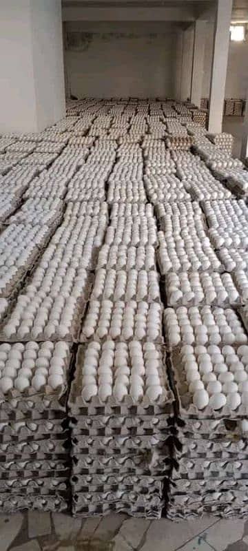 30 Dozen egg for hen 2