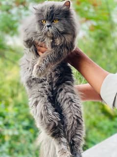 persian Male cat