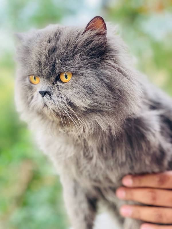 persian Male cat 1