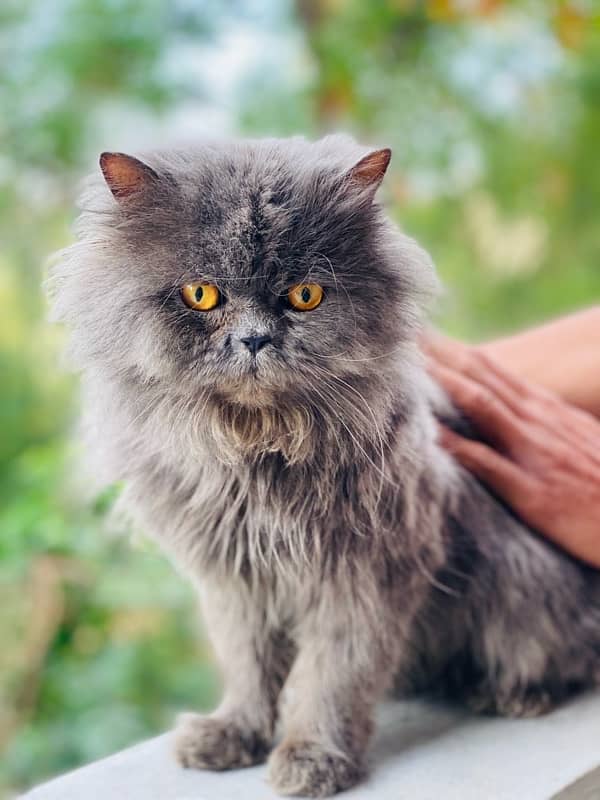 persian Male cat 2