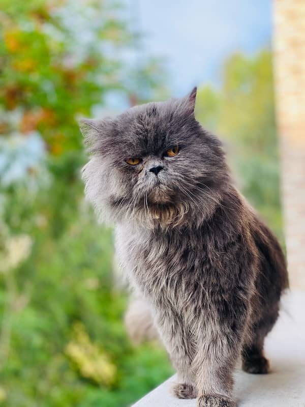 persian Male cat 3