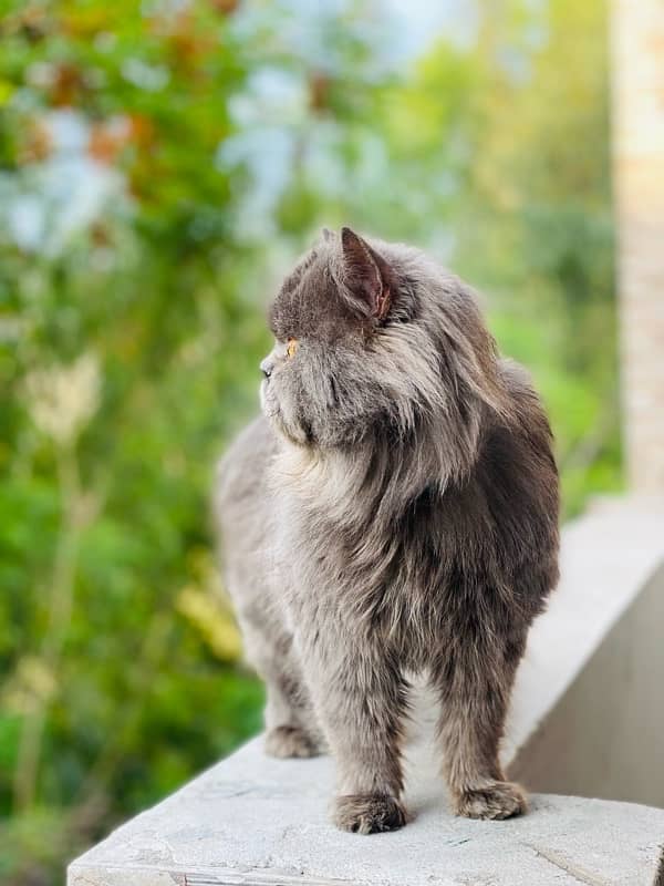 persian Male cat 4