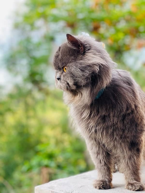 persian Male cat 5