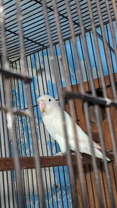 Albino split Eno male love bird