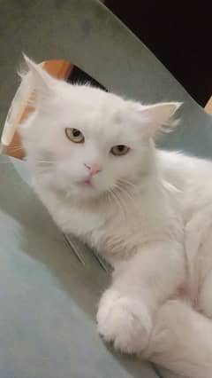 white Persian kitten. double coated . . for sale argent