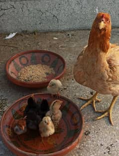 Broody hen (Kurak murgi)