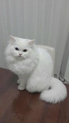 persian odd eye female cat